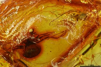 Media type: image;   Entomology PALE-18965